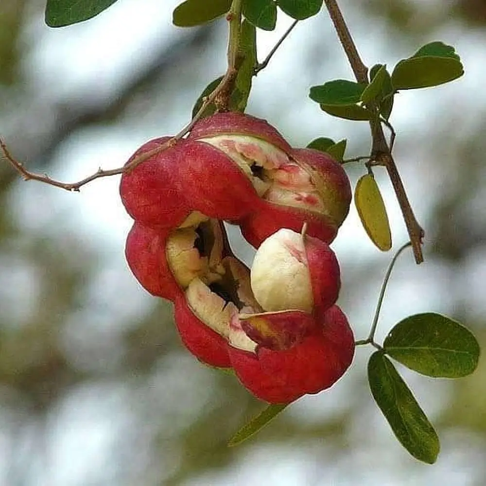 જંગલી જલેબી ફાયદા