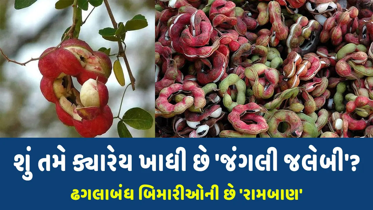 જંગલી જલેબી